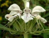 Phlomis cancellata. Соцветие. Копетдаг, Чули. Конец мая 2011 г.