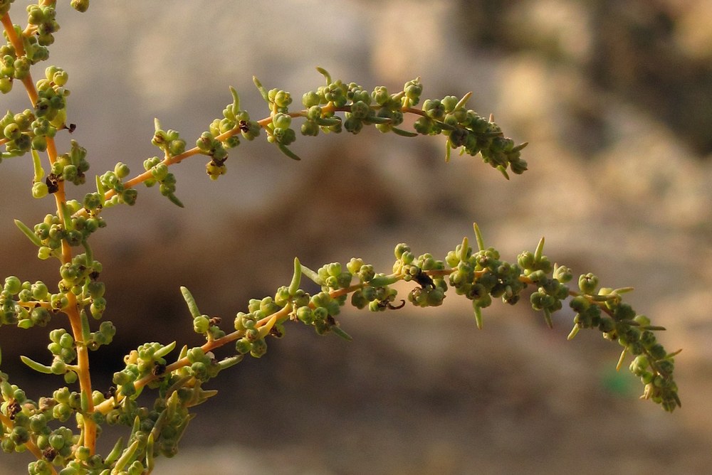 Image of Suaeda altissima specimen.