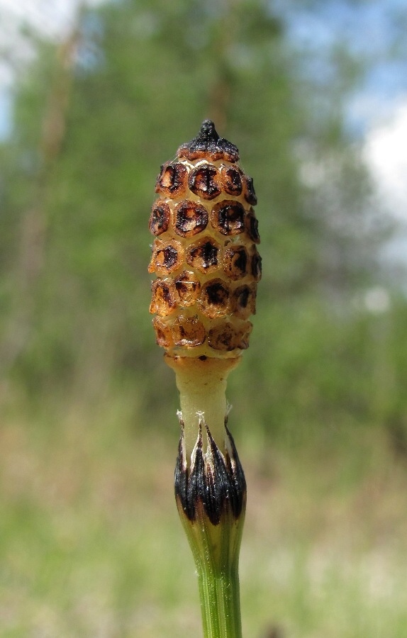 Image of Equisetum variegatum specimen.