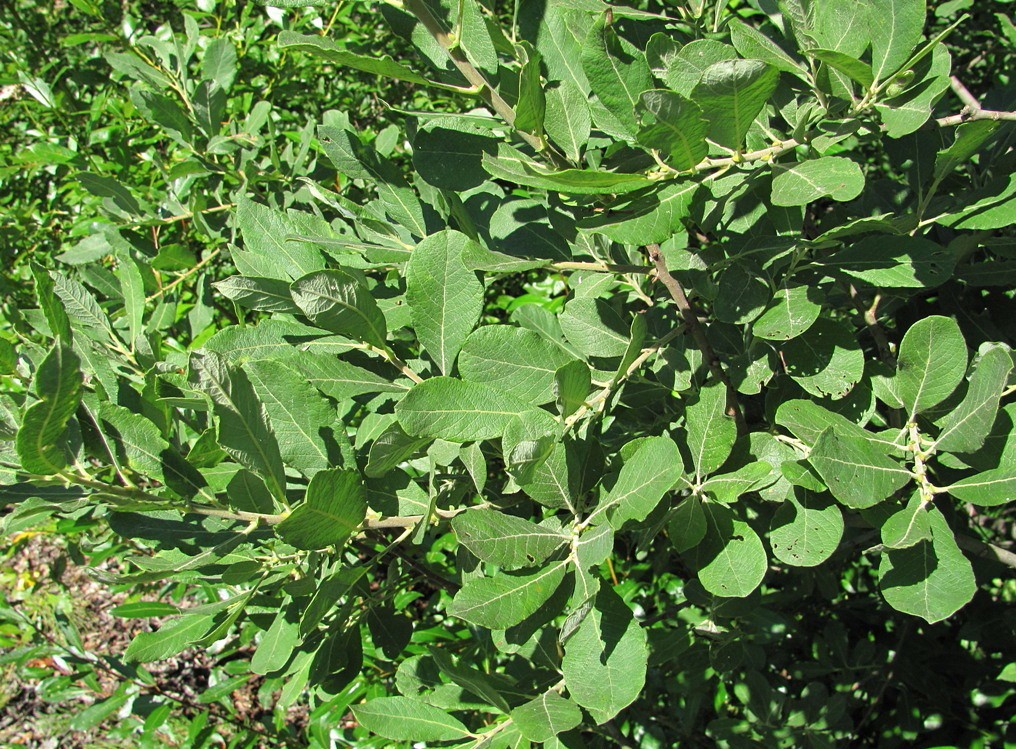 Image of Salix cinerea specimen.