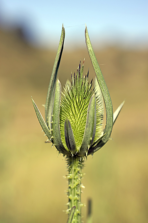 Image of Dipsacus laciniatus specimen.