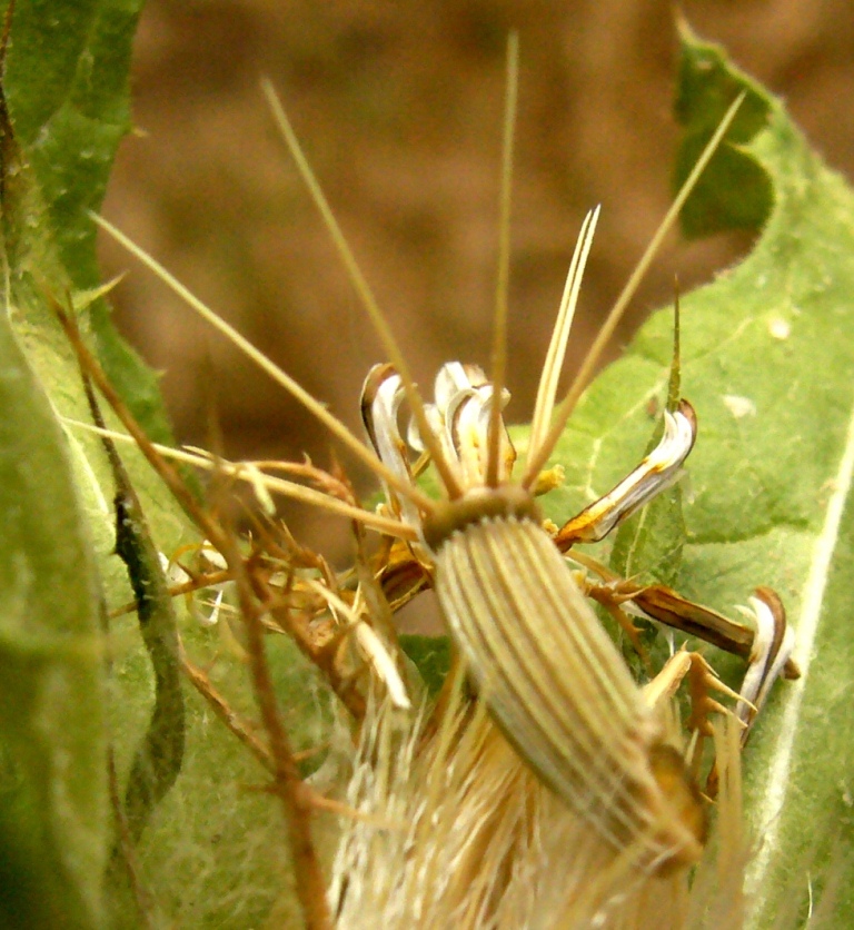 Image of Centaurea benedicta specimen.