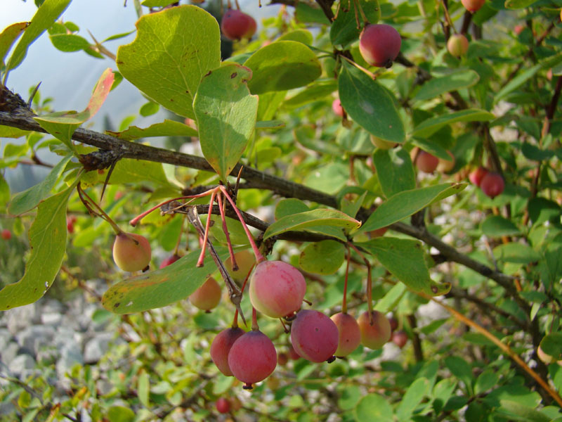 Image of Berberis sphaerocarpa specimen.