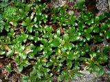 Salix berberifolia