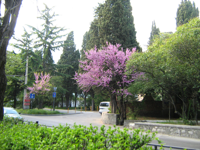 Image of Cercis siliquastrum specimen.