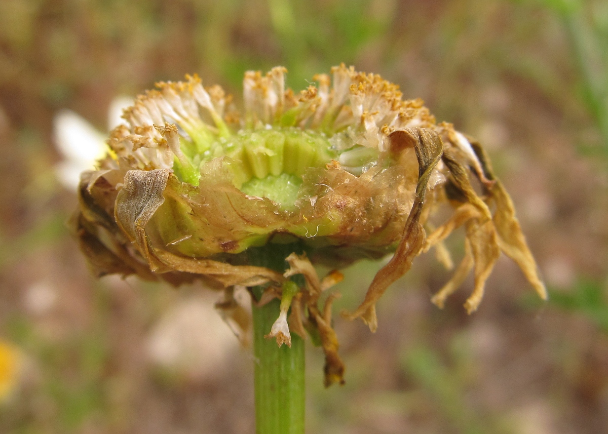 Image of Glebionis coronaria specimen.