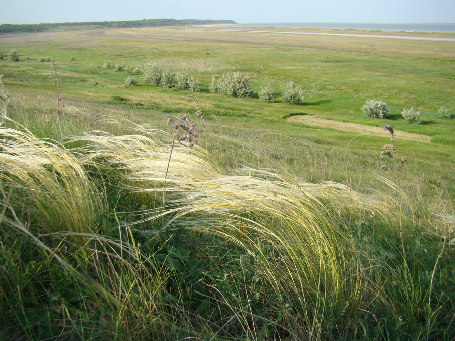 Image of Stipa pulcherrima specimen.