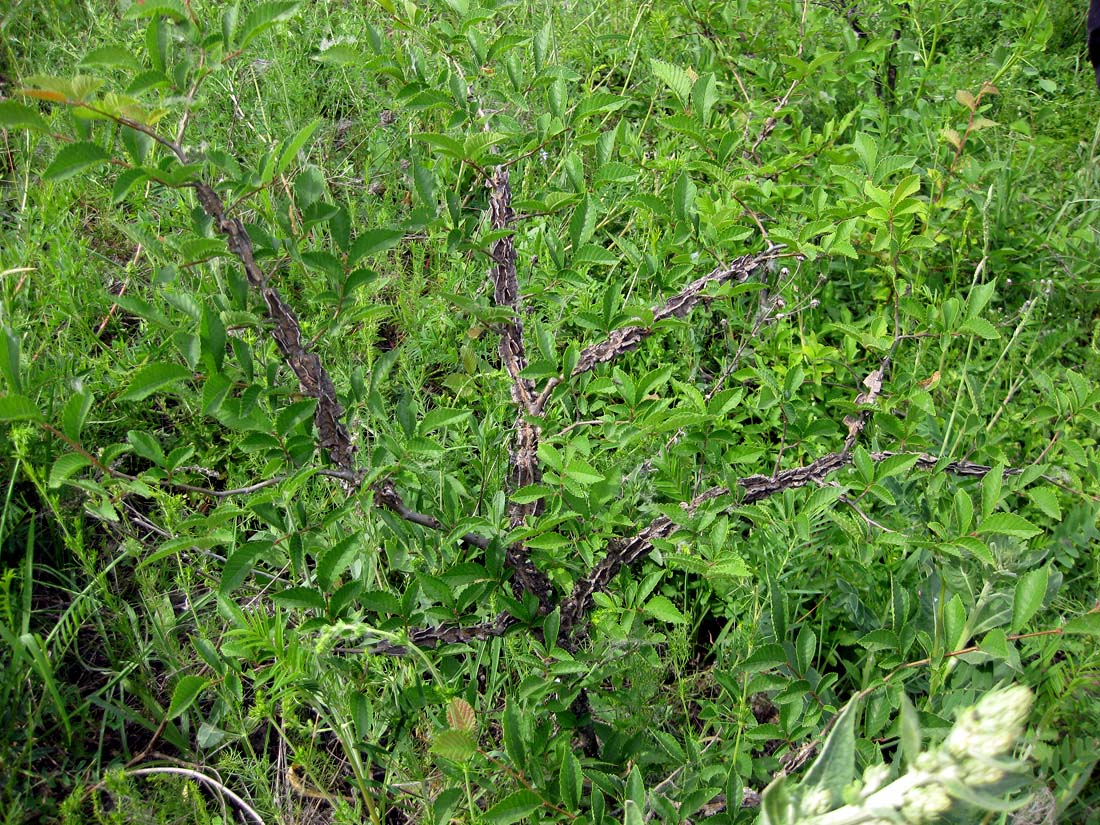 Image of Ulmus minor specimen.