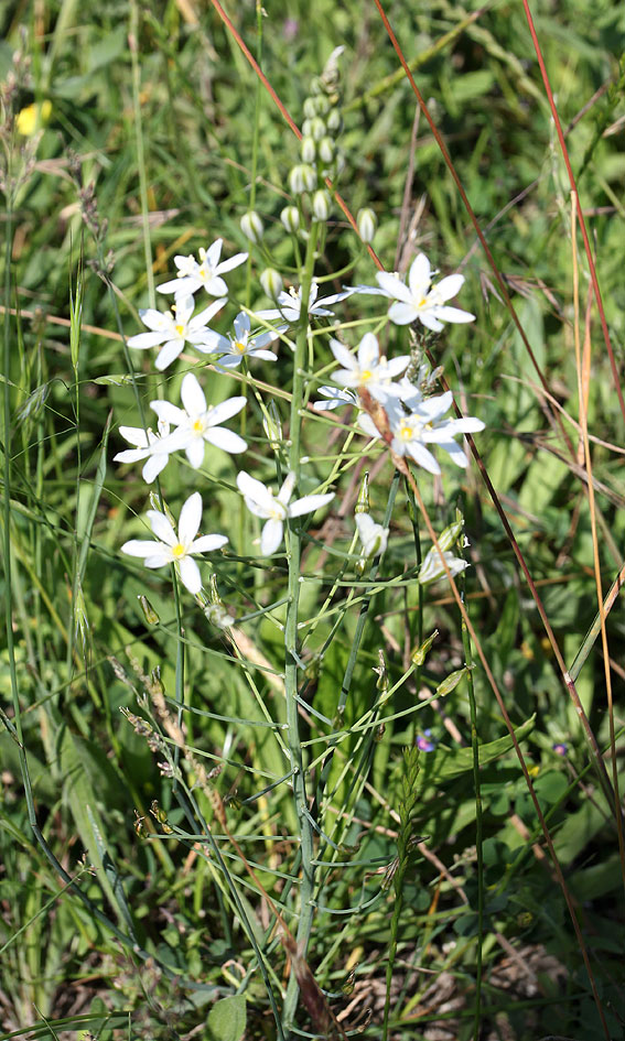 Image of Ornithogalum ponticum specimen.