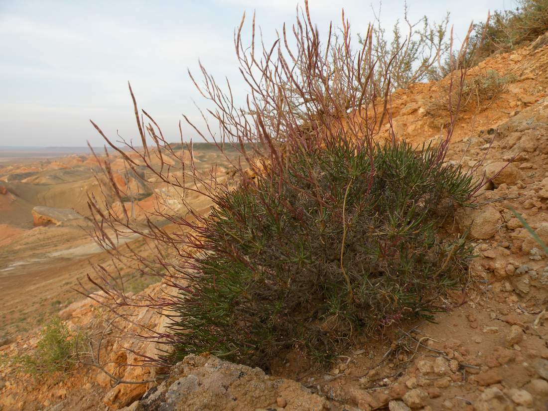 Изображение особи Rhammatophyllum pachyrhizum.