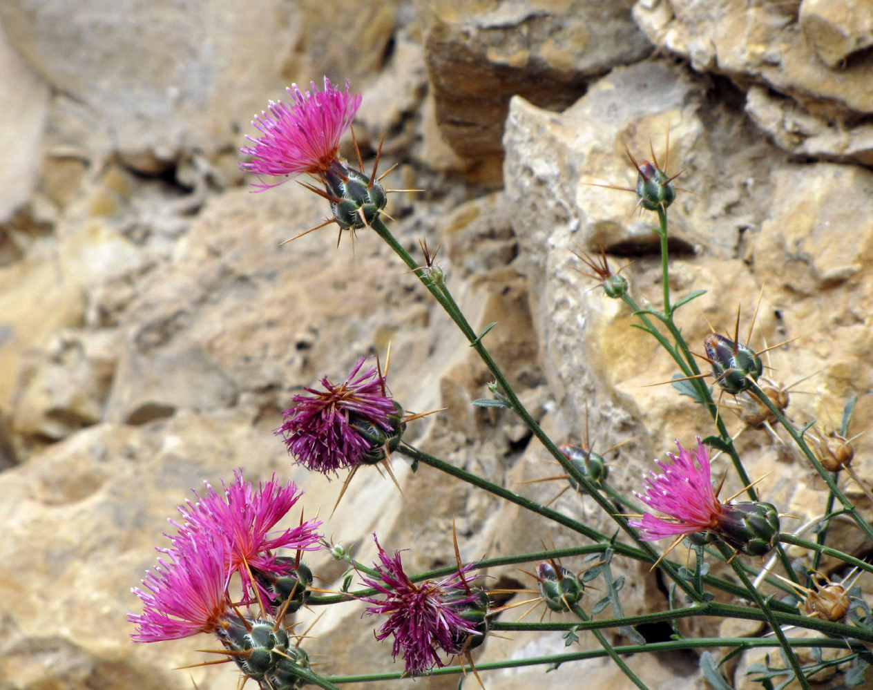 Изображение особи Centaurea eryngioides.