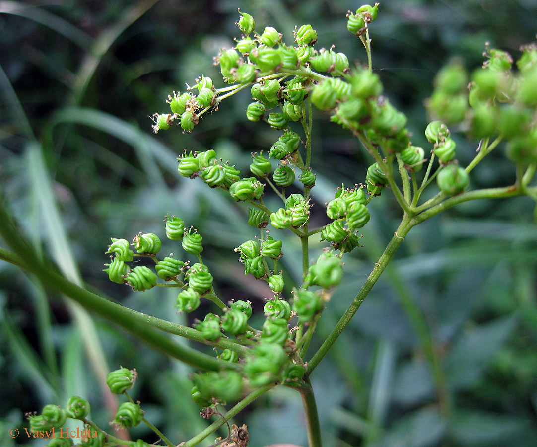 Image of Filipendula ulmaria specimen.