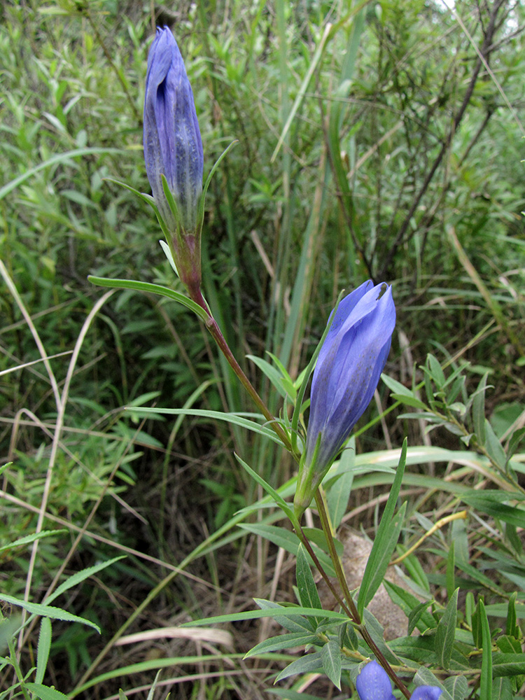 Image of Gentiana pneumonanthe specimen.