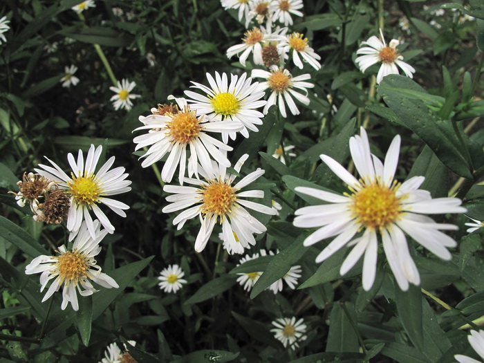 Image of Symphyotrichum novi-belgii specimen.