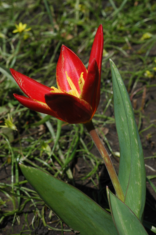 Image of Tulipa kaufmanniana specimen.