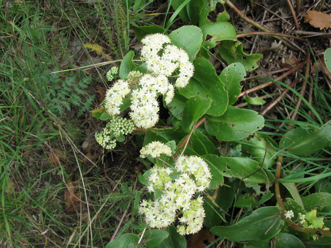 Image of Hylotelephium caucasicum specimen.