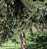 Araucaria araucana. Ствол и ветви нижней части кроны взрослого дерева. Германия, г. Krefeld, ботанический сад. 16.09.2012.