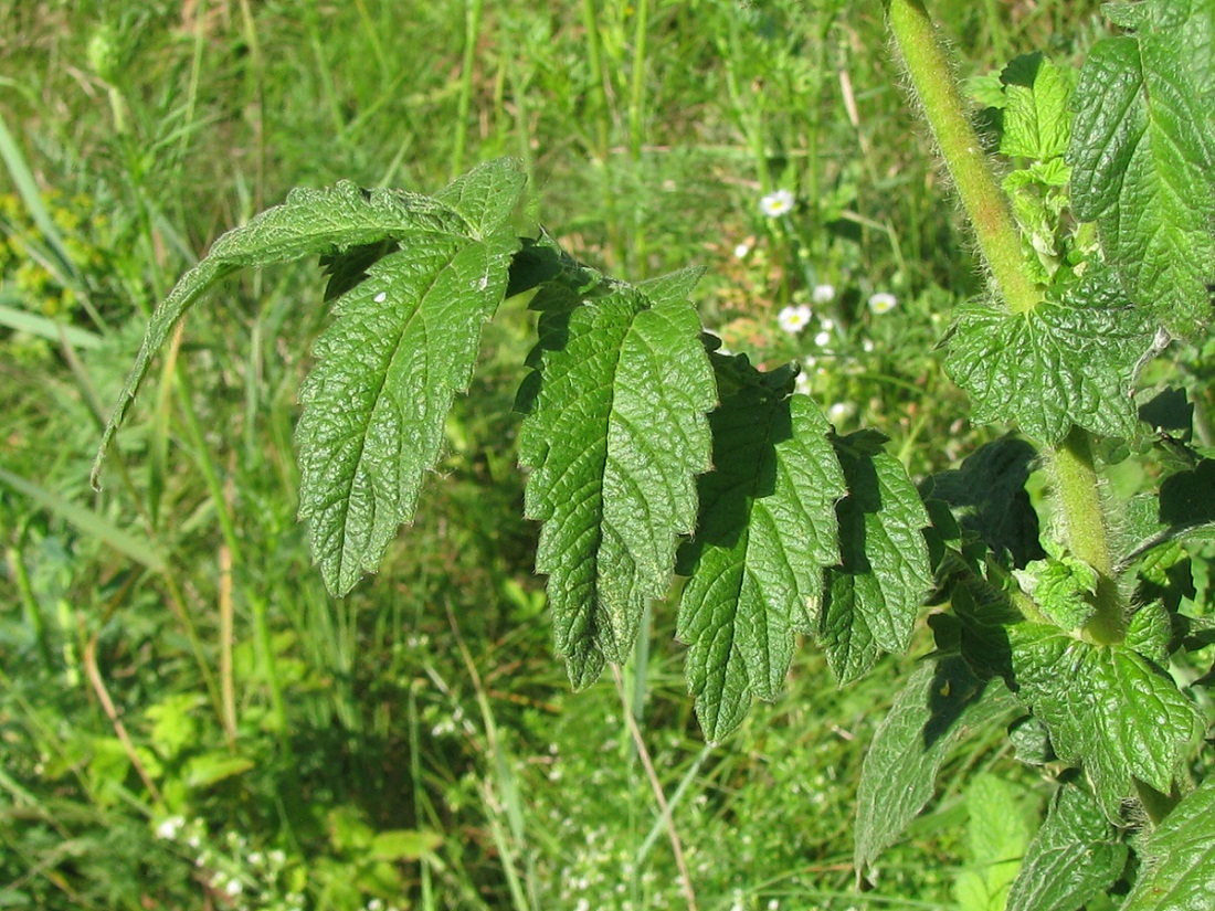 Image of Agrimonia eupatoria ssp. grandis specimen.