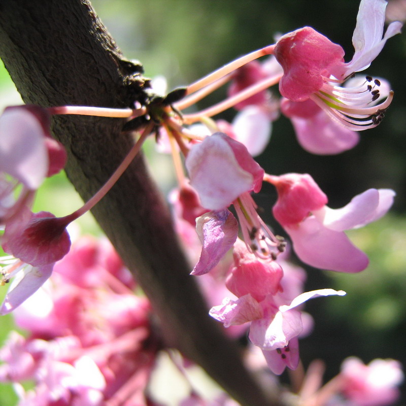 Image of Cercis canadensis specimen.