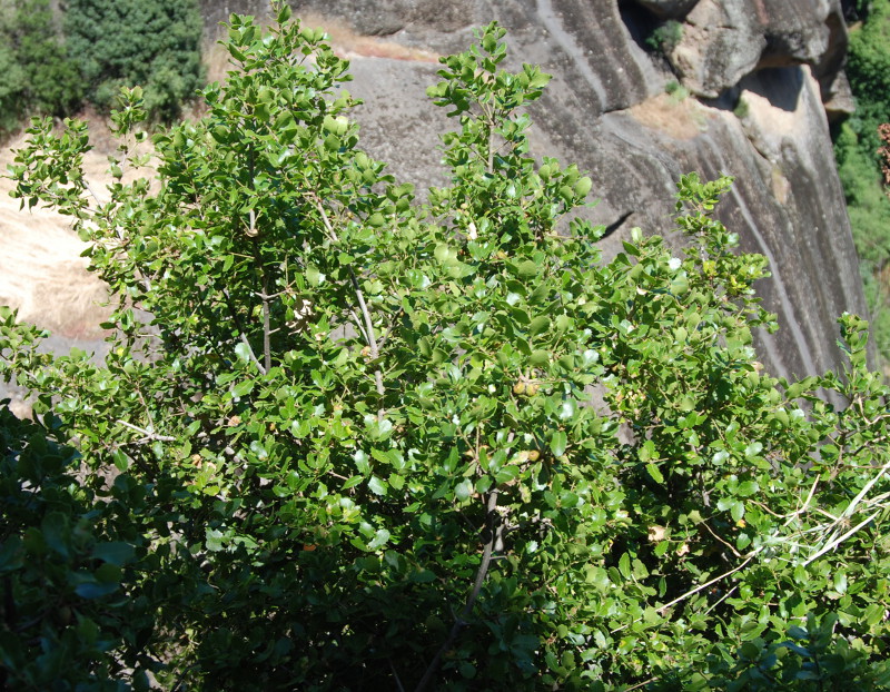 Image of Quercus coccifera specimen.