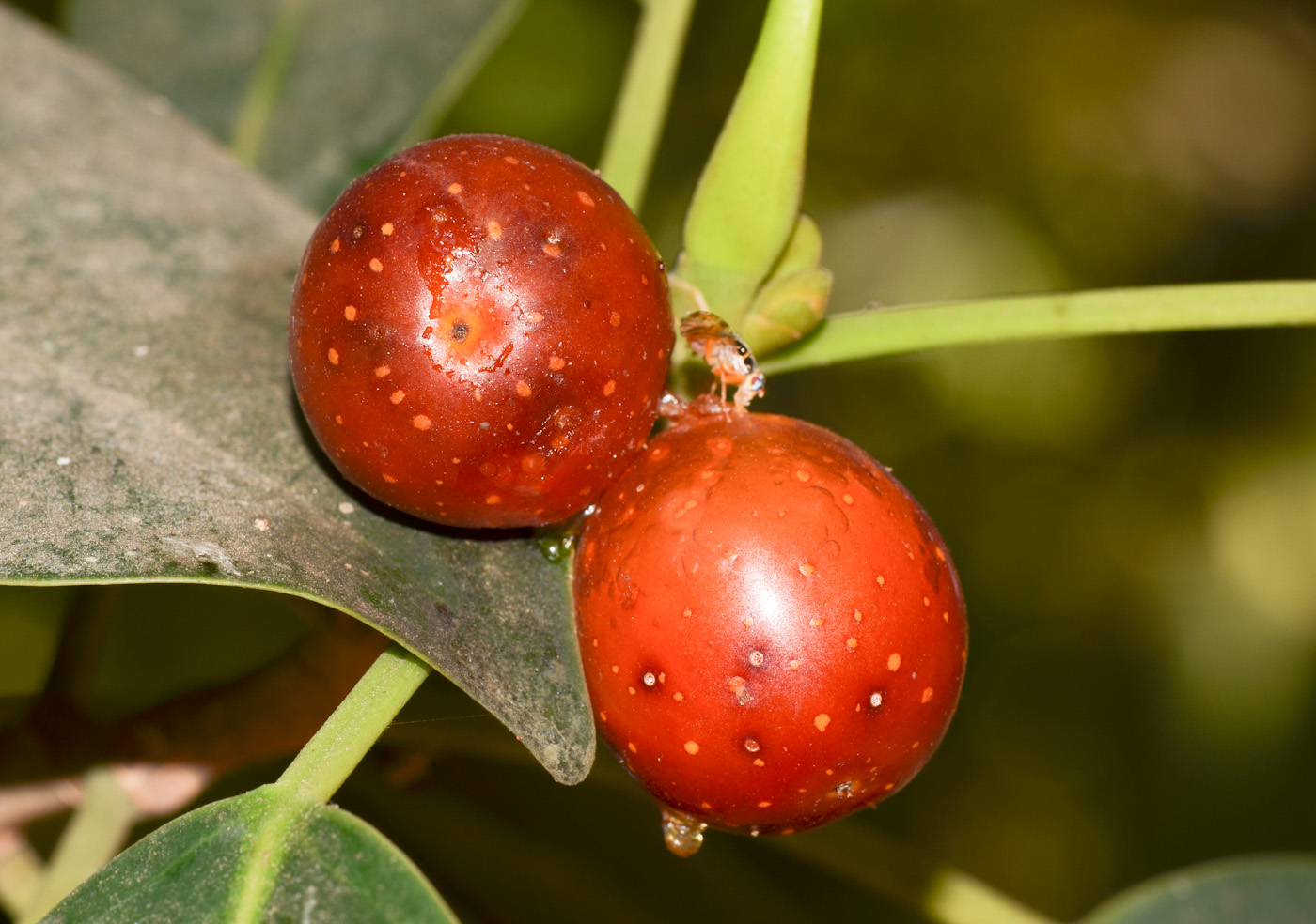 Image of Ficus obliqua specimen.