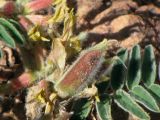 Astragalus sparsus. Созревающий плод. Израиль, Эйлатские горы. 15.02.2013.