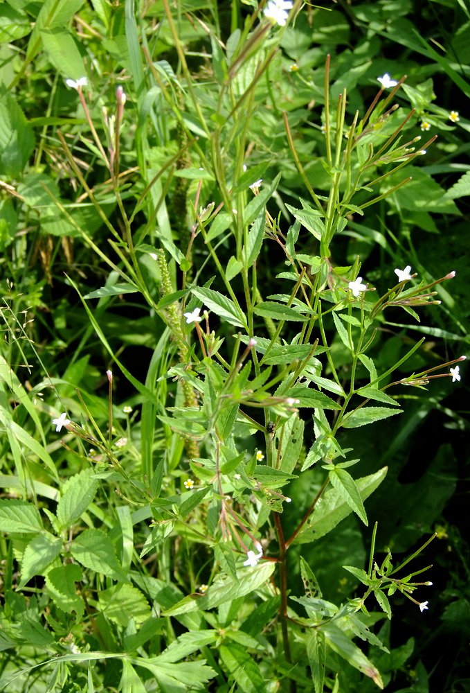 Image of Epilobium maximowiczii specimen.