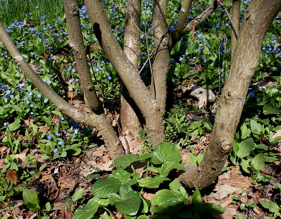 Image of Cynoxylon sinense specimen.