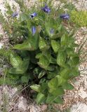 Clematis integrifolia