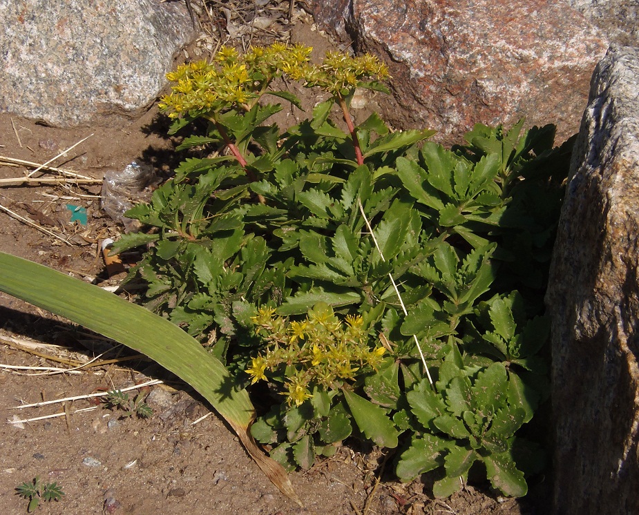 Image of Aizopsis hybrida specimen.