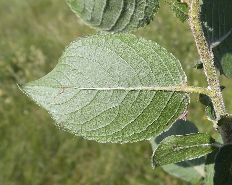 Image of Salix latifolia specimen.