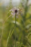 Allium oleraceum