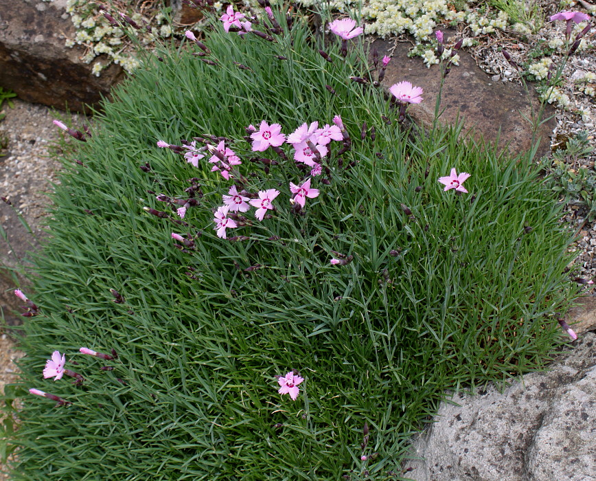 Image of genus Dianthus specimen.