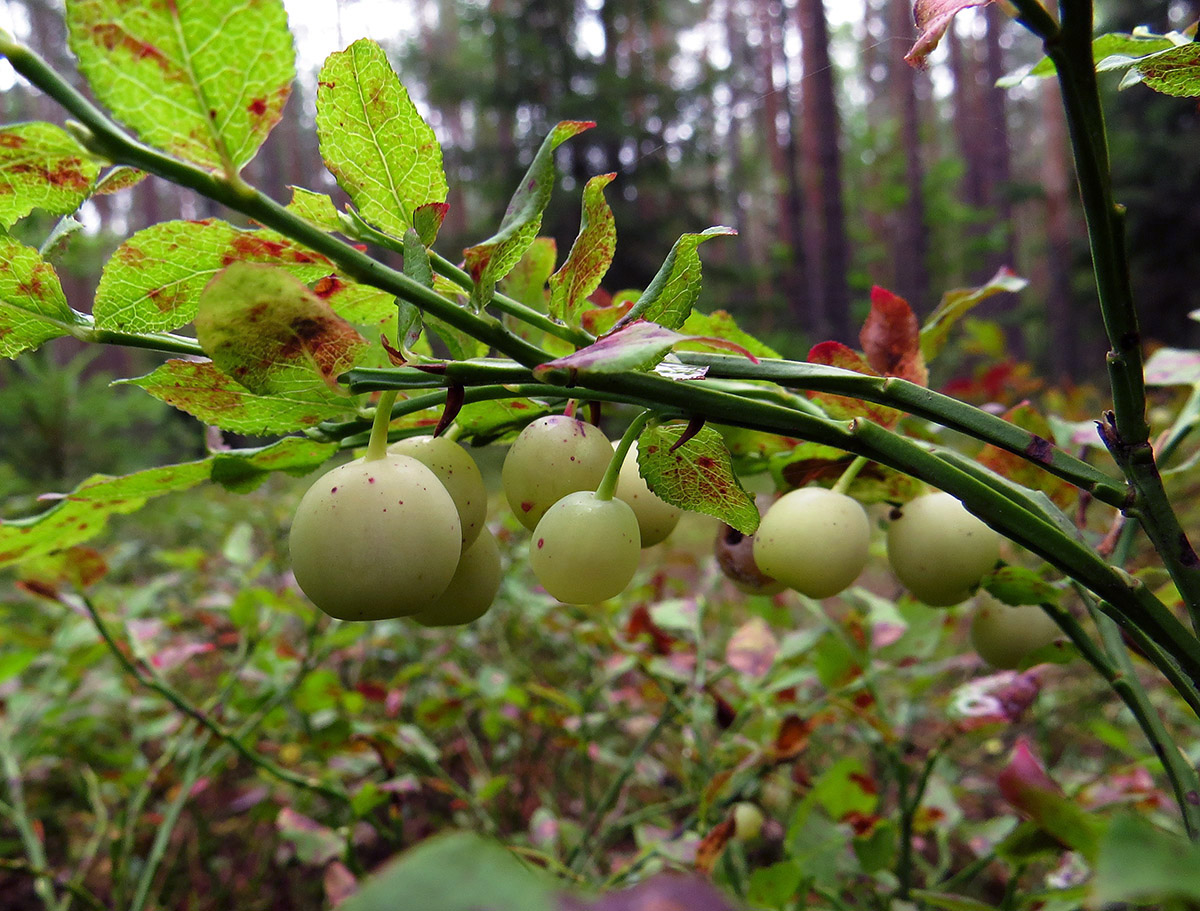 Image of Vaccinium myrtillus specimen.