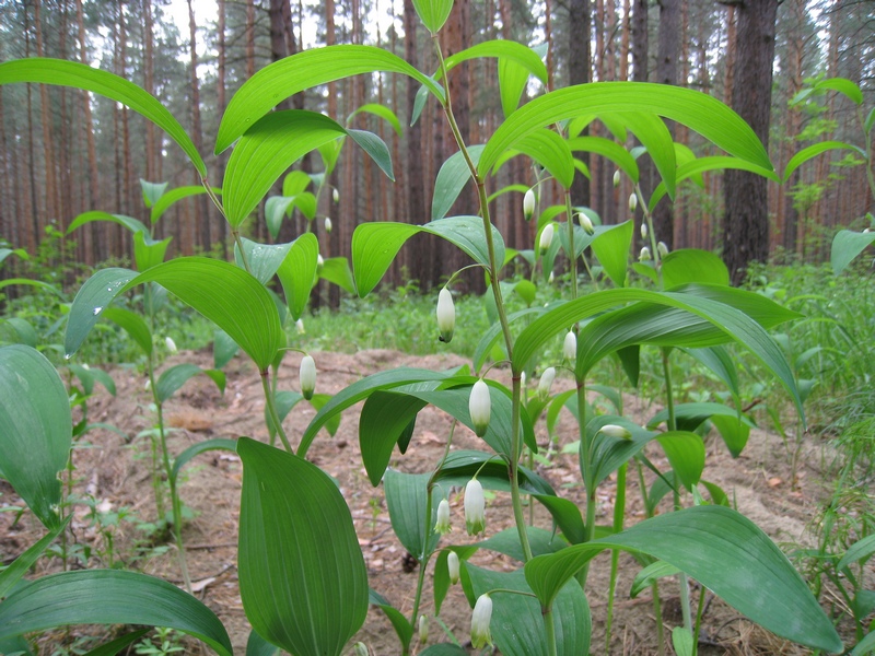 Image of Polygonatum odoratum specimen.