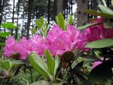 Rhododendron smirnowii. Соцветия. Финляндия, окрестности г. Коувола, лесопарк Арборетум Мустила. 9 июня 2013 г.