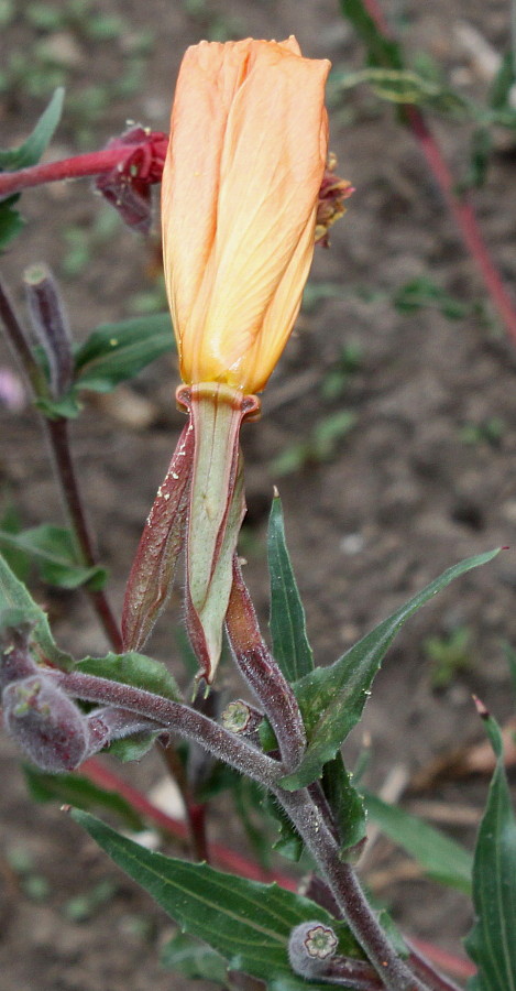 Image of Oenothera argillicola specimen.