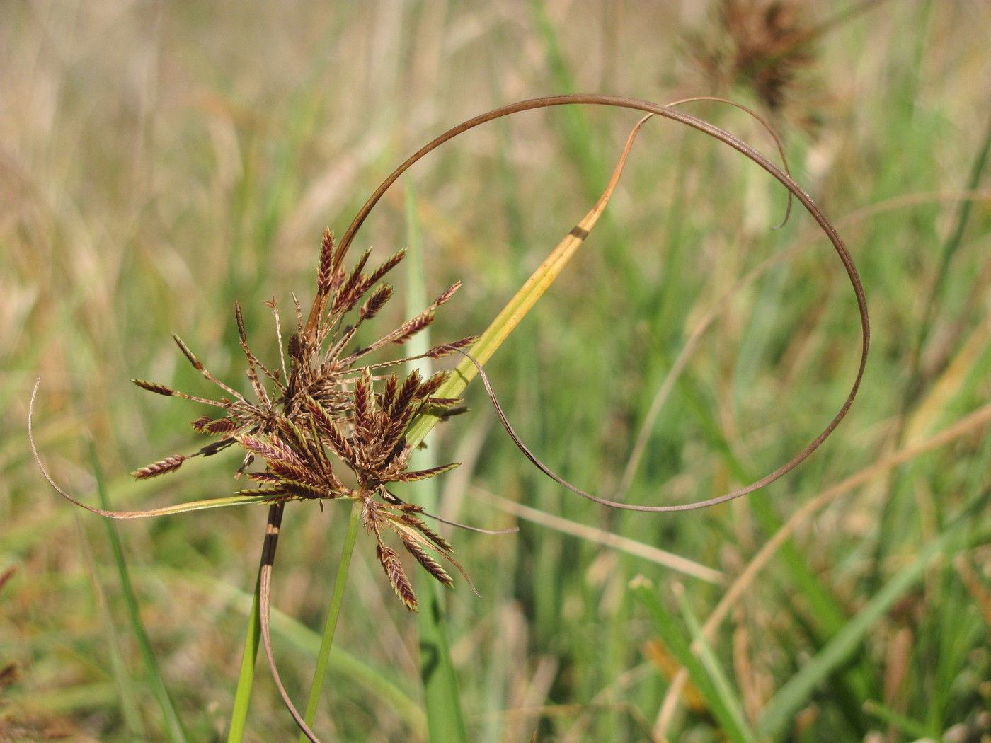 Изображение особи Cyperus glaber.