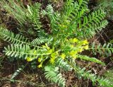 Astragalus wolgensis