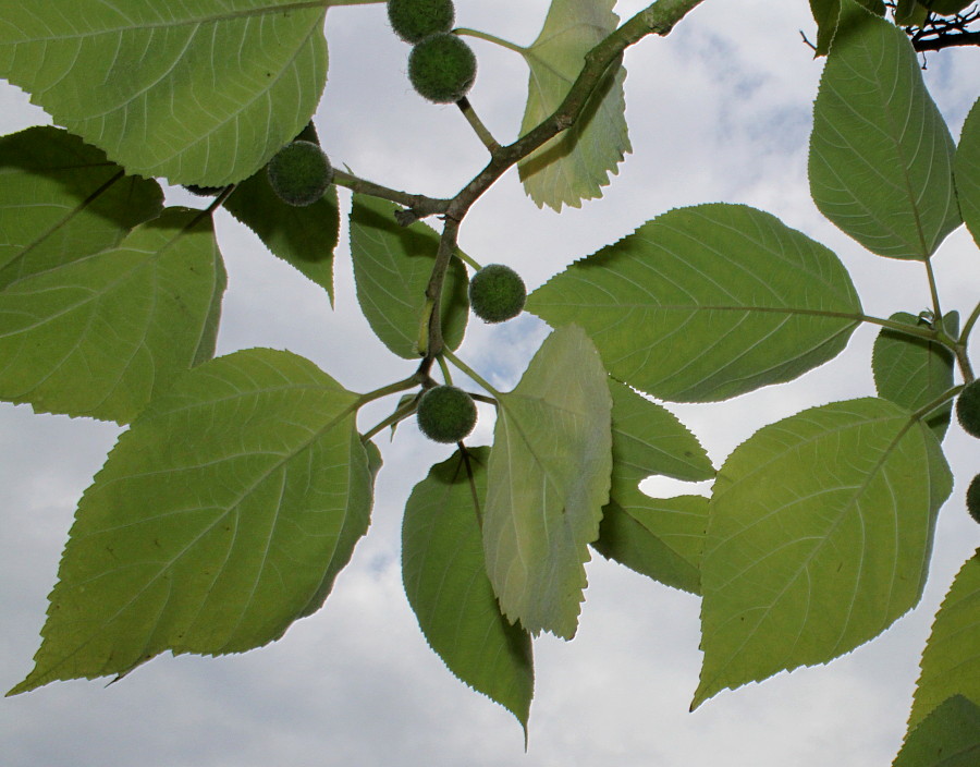 Image of Broussonetia papyrifera specimen.