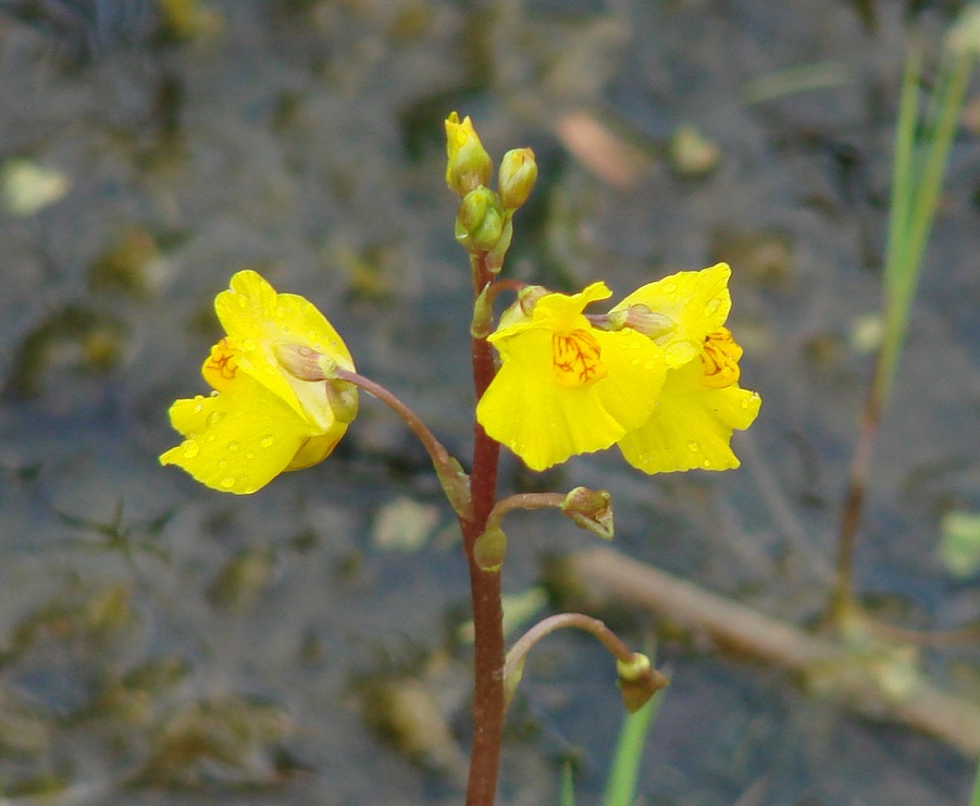 Изображение особи Utricularia vulgaris.