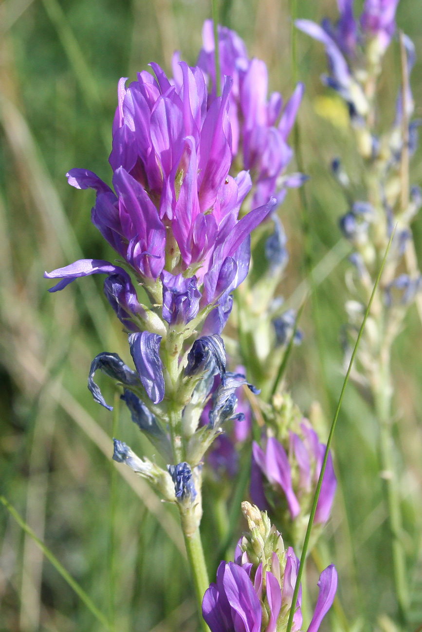 Изображение особи Astragalus onobrychis.