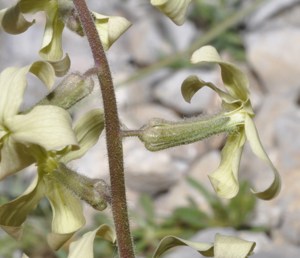 Image of Hesperis laciniata specimen.