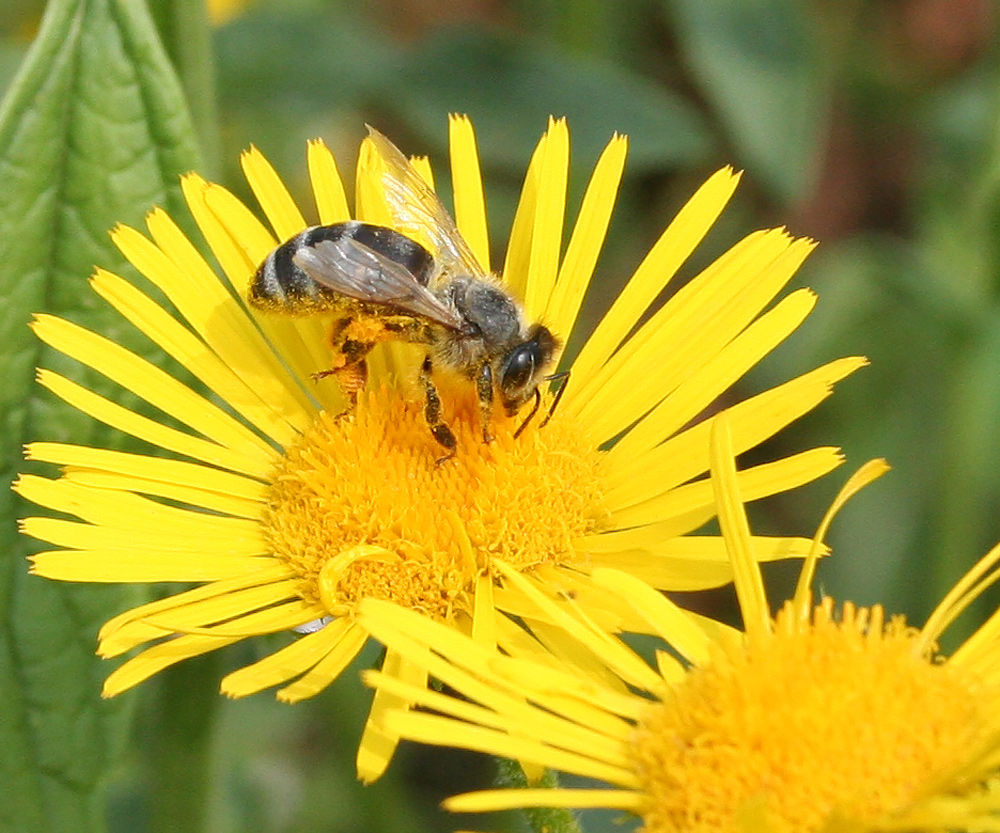 Image of Inula britannica specimen.