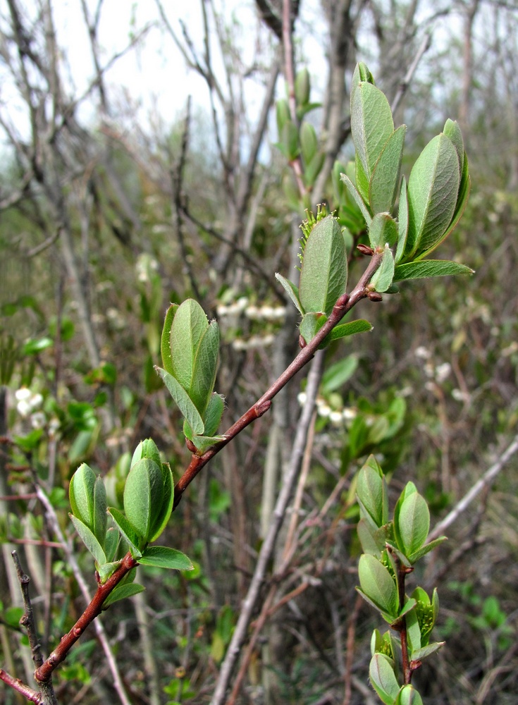 Изображение особи Salix myrtilloides.