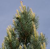 Pinus sylvestris. Верхняя часть ветви с молодыми побегами ('Watereri'). Германия, г. Дюссельдорф, Ботанический сад университета. 04.05.2014.