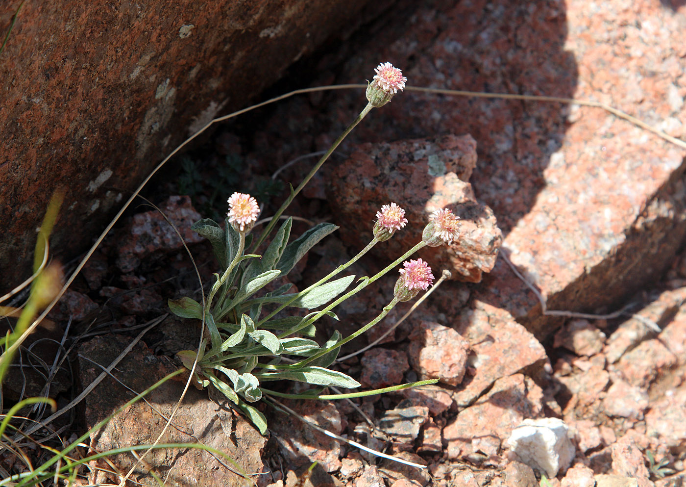 Image of Erigeron amorphoglossus specimen.