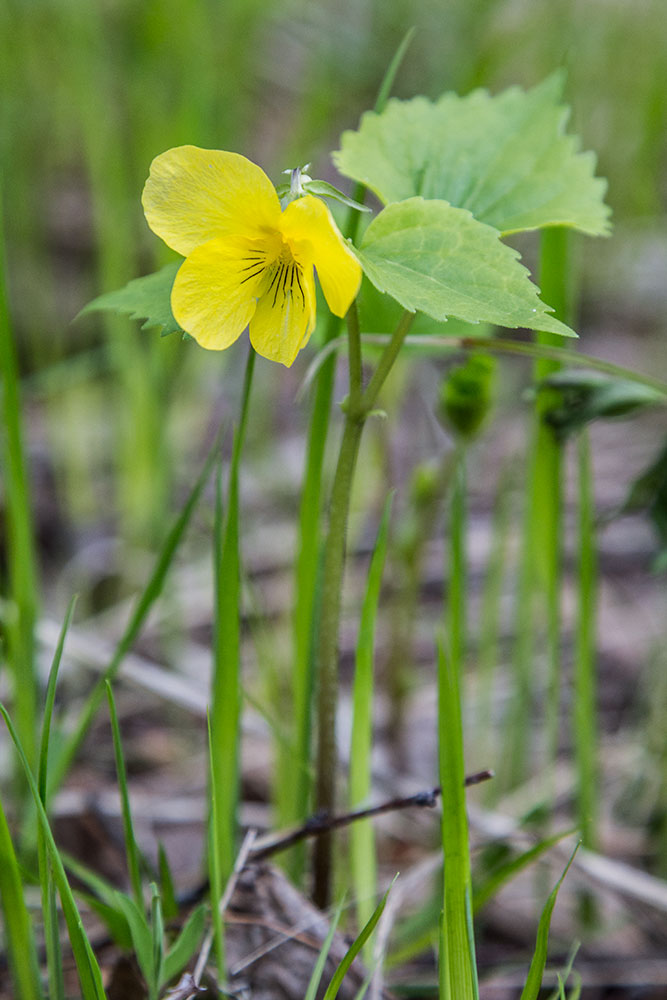 Image of Viola uniflora specimen.