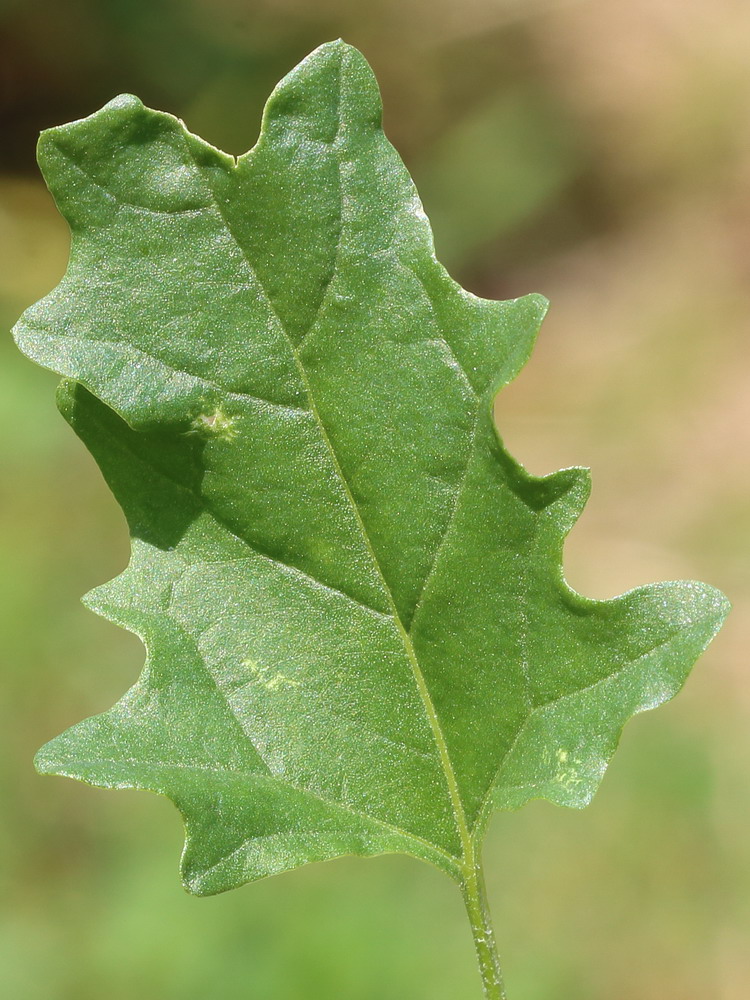 Лебеда татарская. Atriplex tatarica. Лебеда. Лебеда трава.