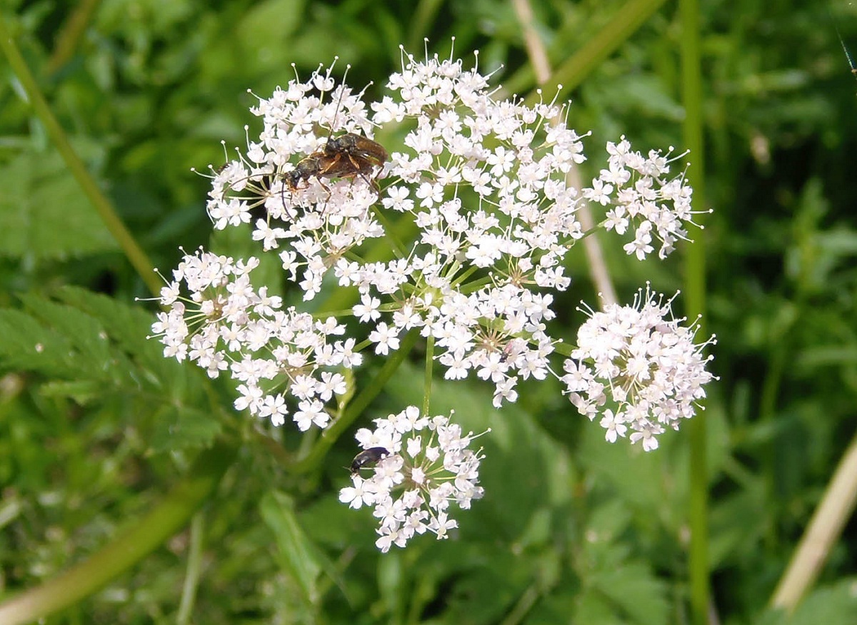 Изображение особи семейство Apiaceae.